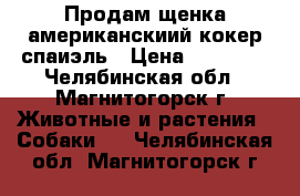 Продам щенка американскиий кокер спаиэль › Цена ­ 20 000 - Челябинская обл., Магнитогорск г. Животные и растения » Собаки   . Челябинская обл.,Магнитогорск г.